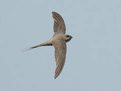 African Palm Swift