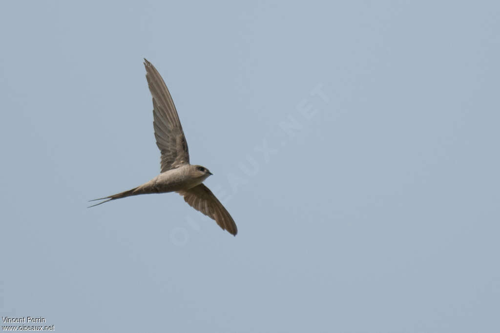 African Palm Swift, pigmentation, Flight