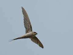 African Palm Swift