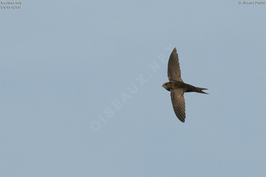 Common Swift