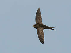 Common Swift