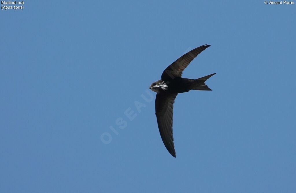 Common Swiftadult, colonial reprod.