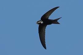 Common Swift