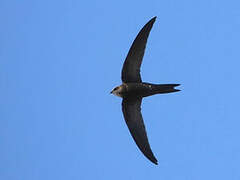 Pallid Swift