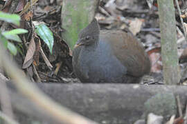 Orange-footed Scrubfowl