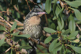 Spiny-cheeked Honeyeater