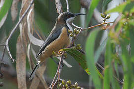 Eastern Spinebill