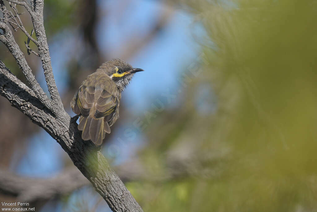 Yellow-faced Honeyeateradult