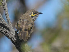 Yellow-faced Honeyeater