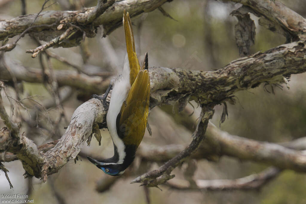 Blue-faced Honeyeateradult, fishing/hunting