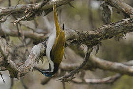 Blue-faced Honeyeater