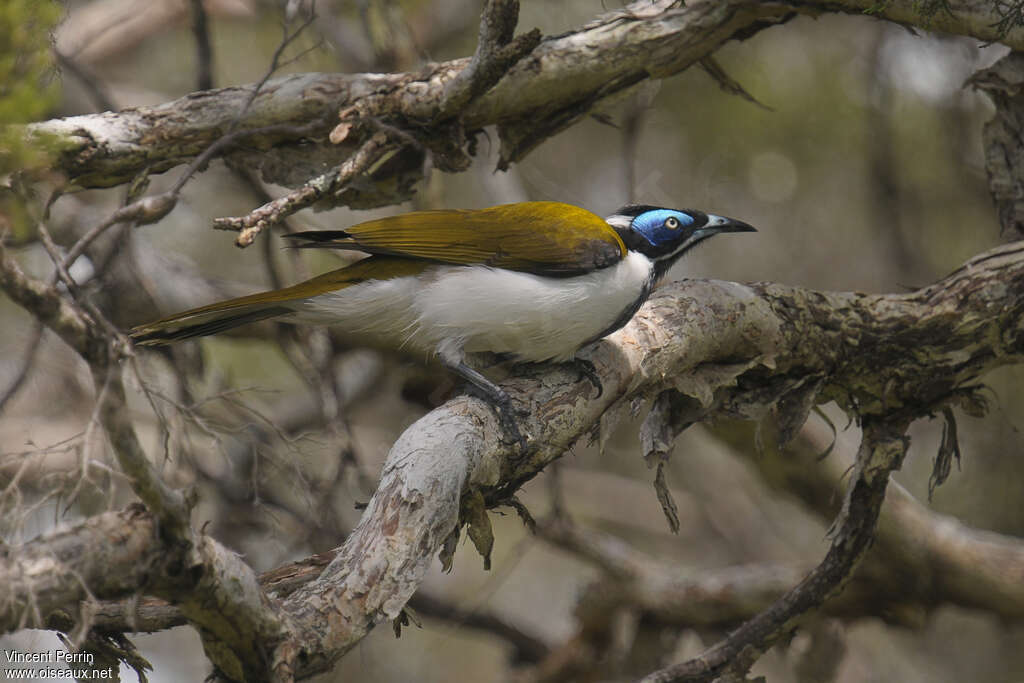 Blue-faced Honeyeateradult