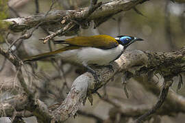 Blue-faced Honeyeater