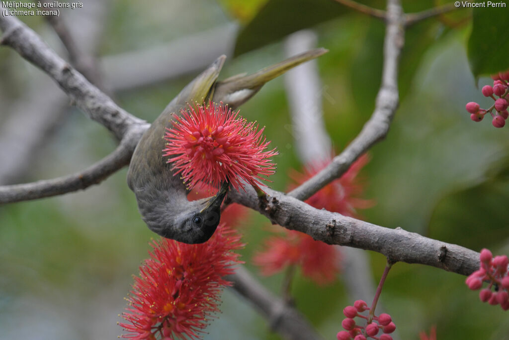 Grey-eared Honeyeater