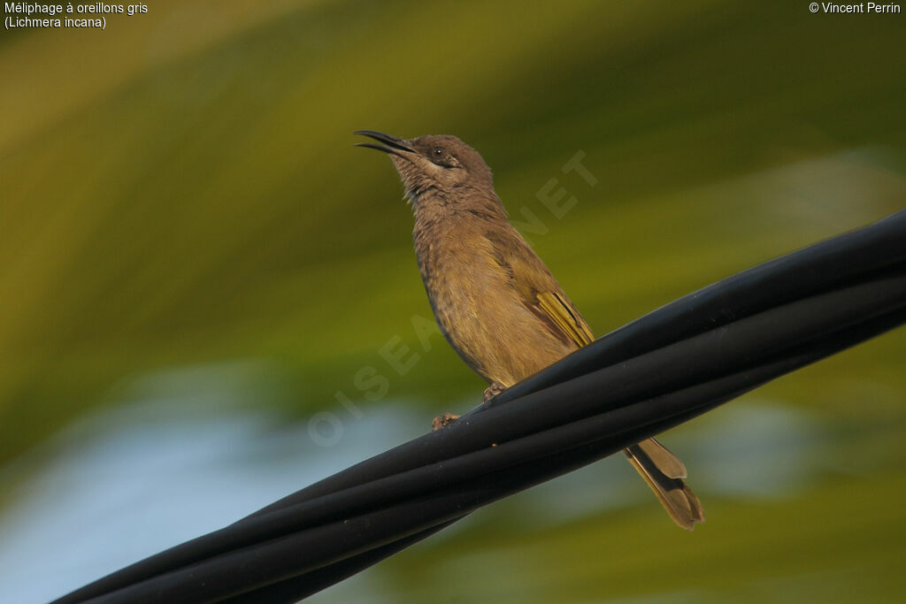 Grey-eared Honeyeater