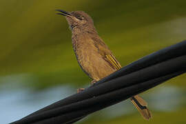 Grey-eared Honeyeater