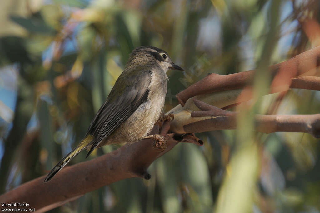 Brown-headed Honeyeater