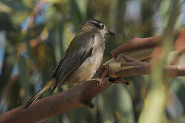 Brown-headed Honeyeater