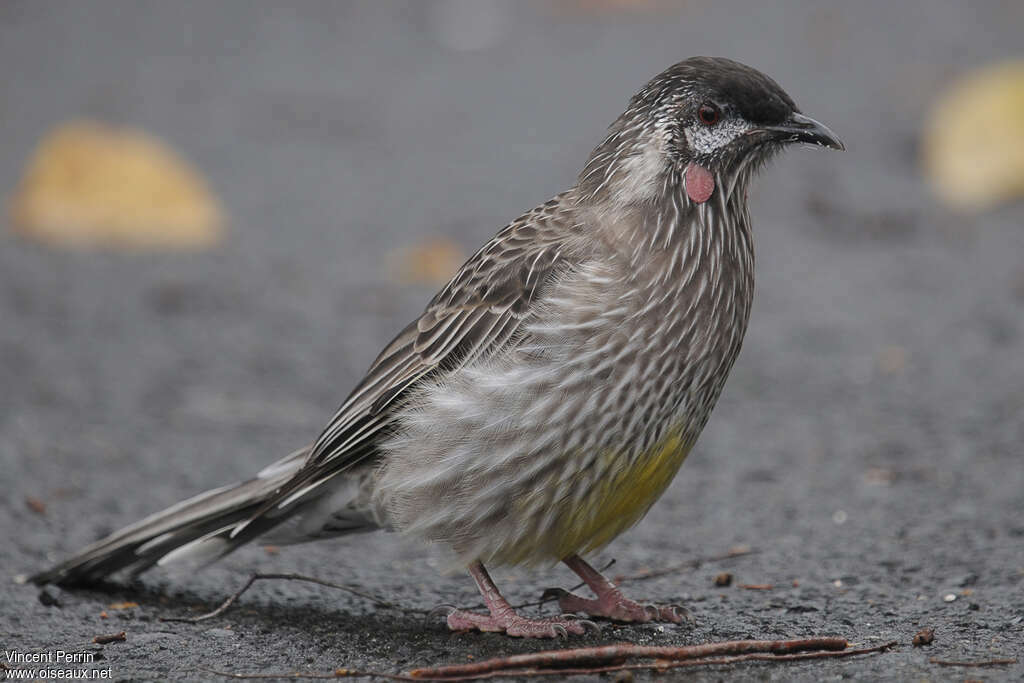 Red Wattlebird male adult, identification