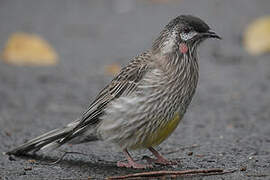 Red Wattlebird