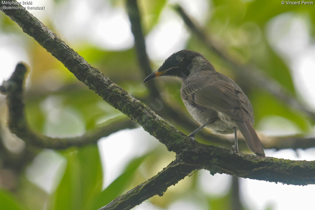 Bridled Honeyeater