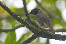 Bridled Honeyeater