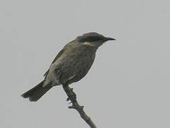 Noisy Miner