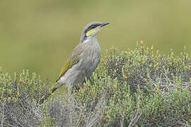 Singing Honeyeater