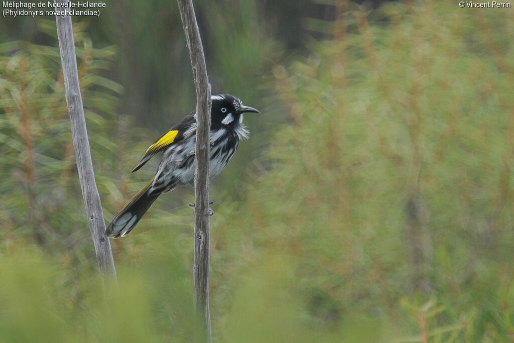 New Holland Honeyeater