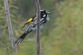 New Holland Honeyeater