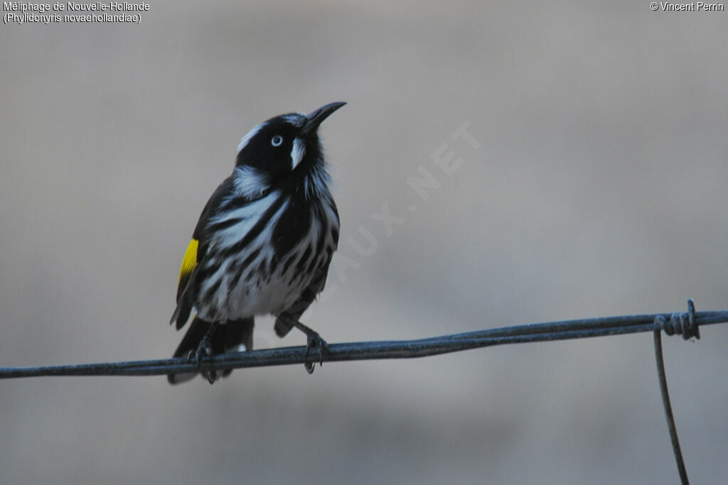 New Holland Honeyeater