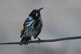 New Holland Honeyeater