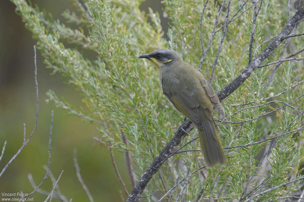 Purple-gaped Honeyeater