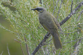 Purple-gaped Honeyeater