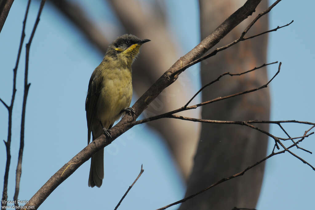 Purple-gaped Honeyeater