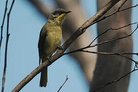 Purple-gaped Honeyeater