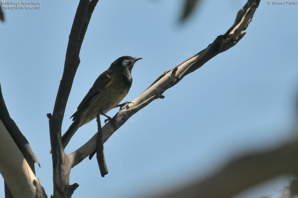 White-eared Honeyeater