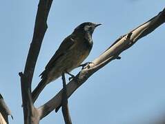 White-eared Honeyeater