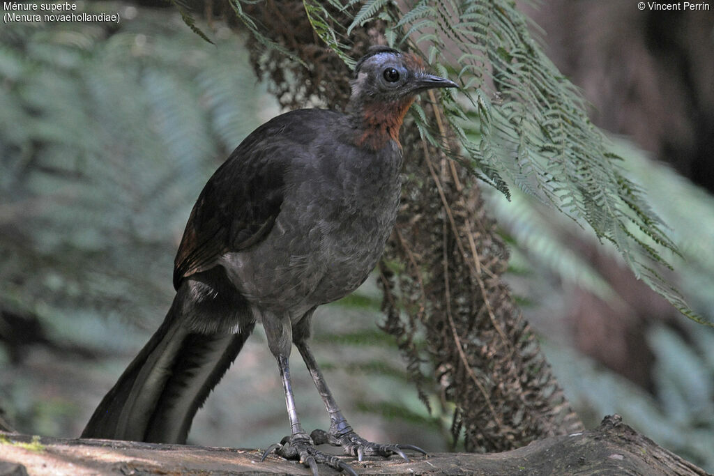 Superb Lyrebird