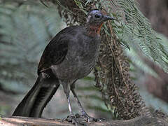 Superb Lyrebird