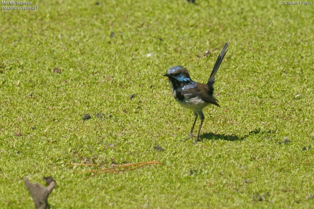 Superb Fairywren