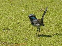 Superb Fairywren