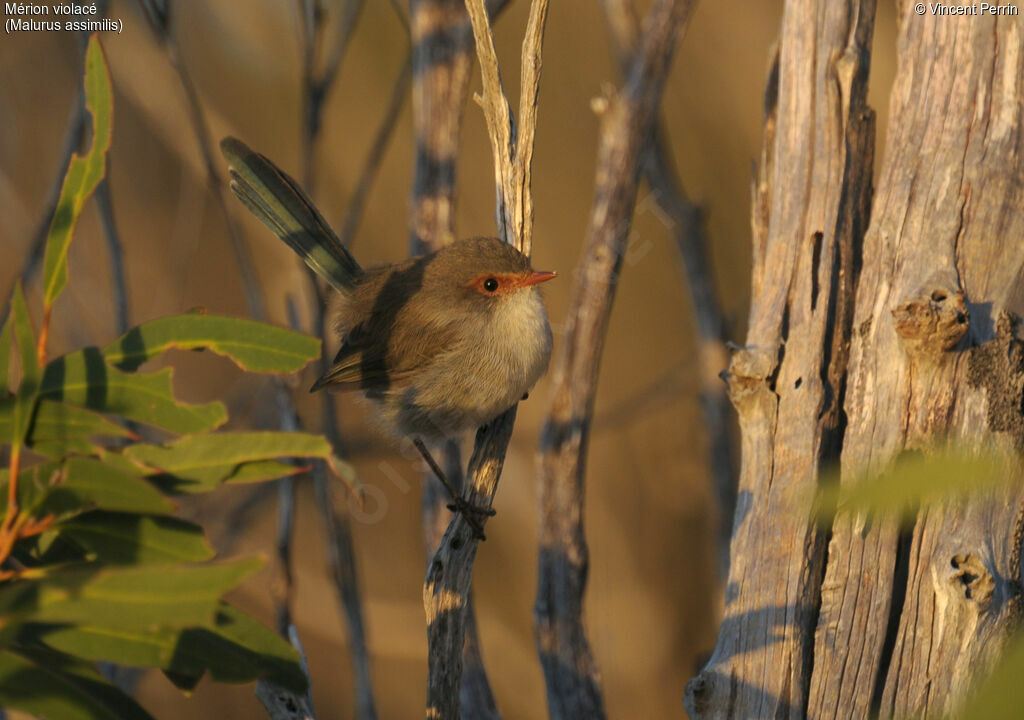 Purple-backed Fairywren female