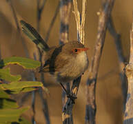 Purple-backed Fairywren