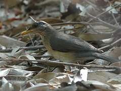 African Thrush