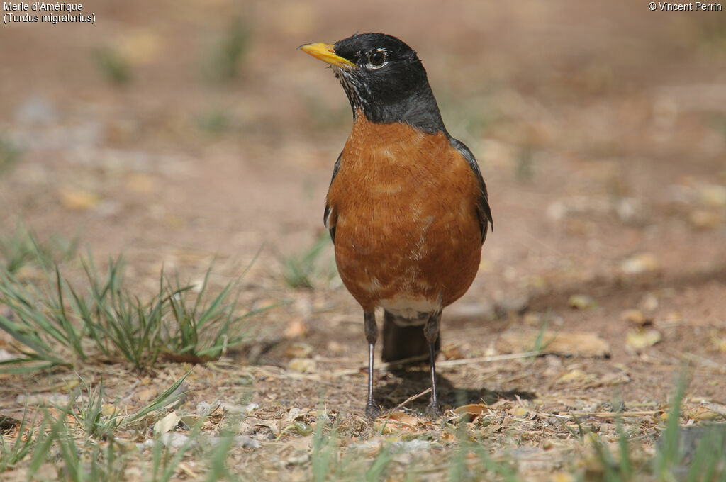 American Robinadult