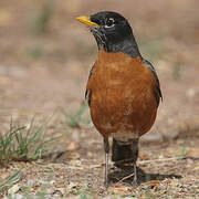 American Robin