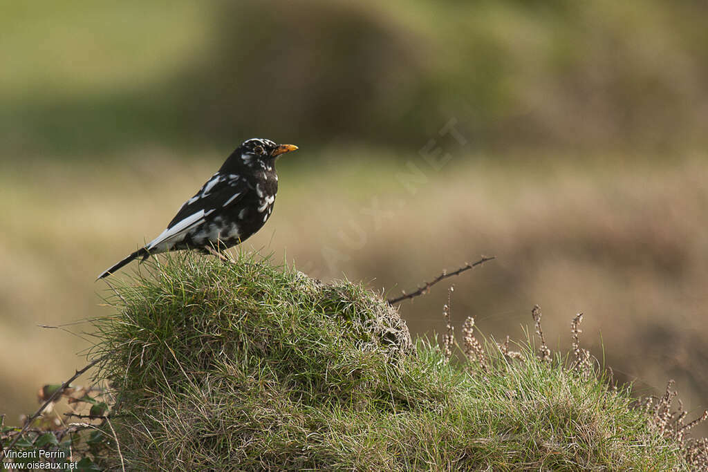 Common Blackbird male adult, pigmentation