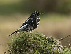 Common Blackbird