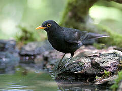 Common Blackbird